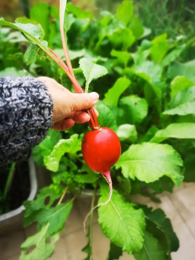小夫妻在5.9㎡阳台种菜，疫情下蔬果不断