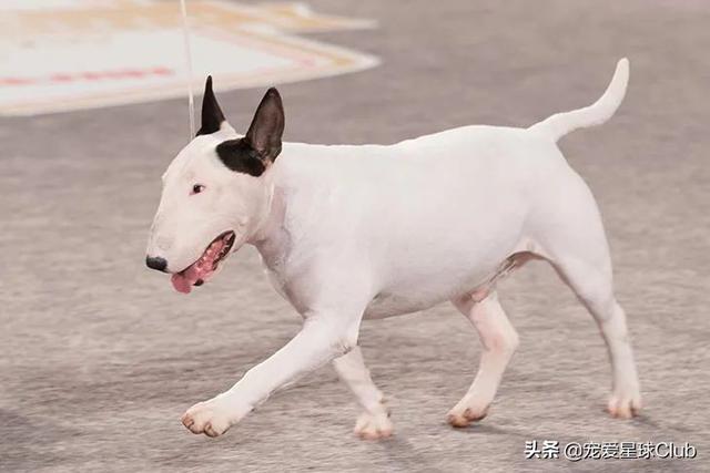 牛头梗犬