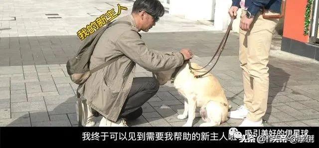 导盲犬小q好看吗