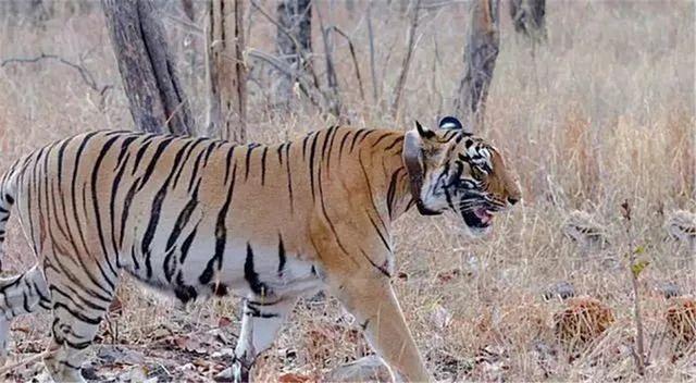 Size comparison of a Siberian tiger and brown bear after scenting the same  tree in Anyuisky National Park, Russia : r/interestingasfuck