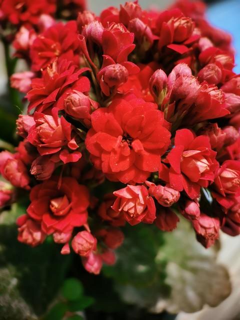 8款高颜值长寿花(三种人不能养长寿花)