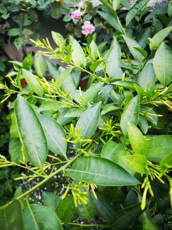 香水花 香水花（香水化学） 生活