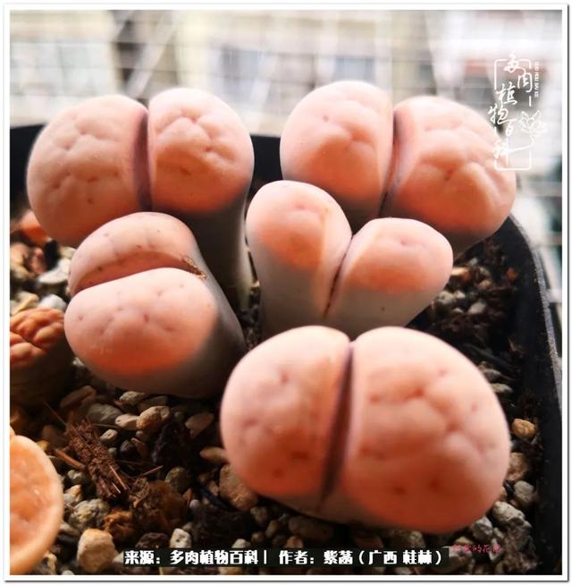 桂林滚筒式洗砂机厂家的简单介绍