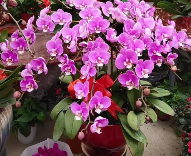 小型花盆破碎机价格