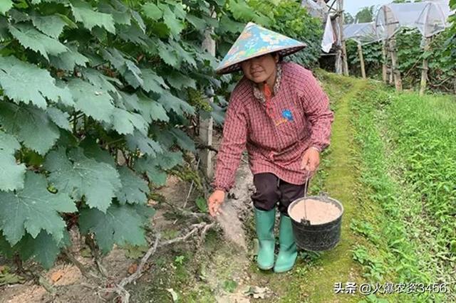 死苗、根腐、病毒病、土传病害，频频发生！土壤问题怎么办13