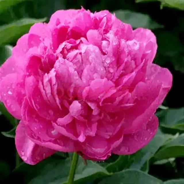 牡丹、芍药大比拼，到底谁最美
