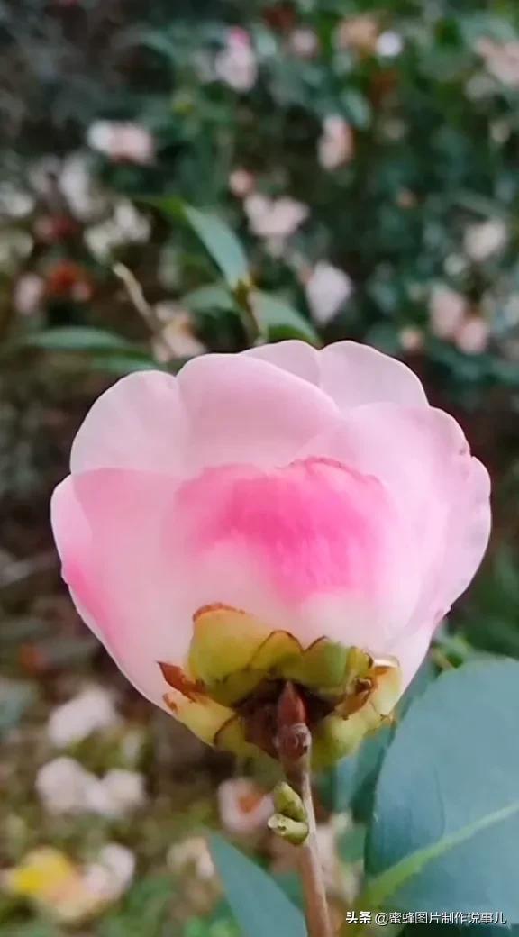 阳春三月，万花丛中娇美溢，千朵万朵压枝低