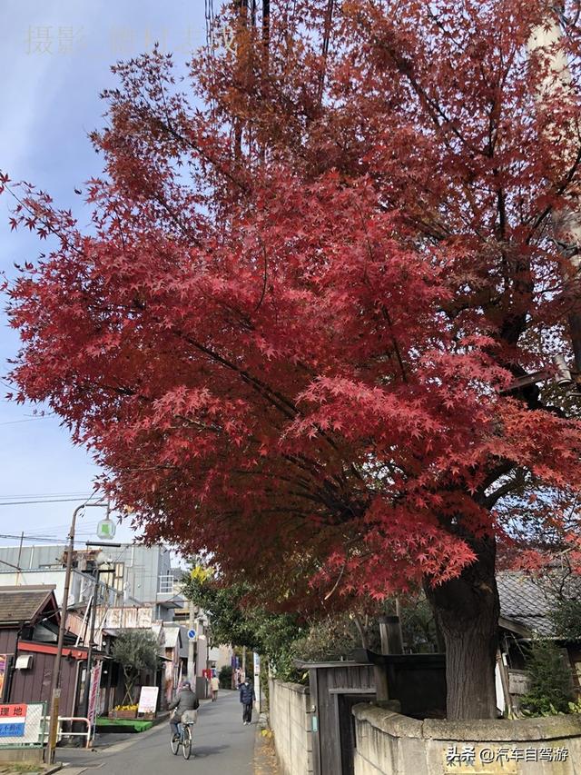 德村志成：落葉殘楓依然美麗，久違北小金本土寺