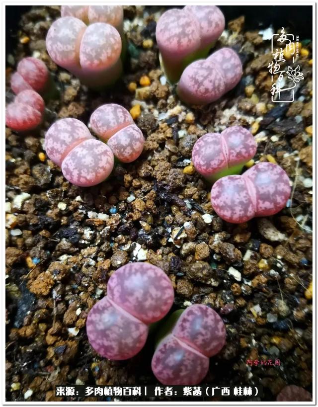 大型制砂机给力富贵机械