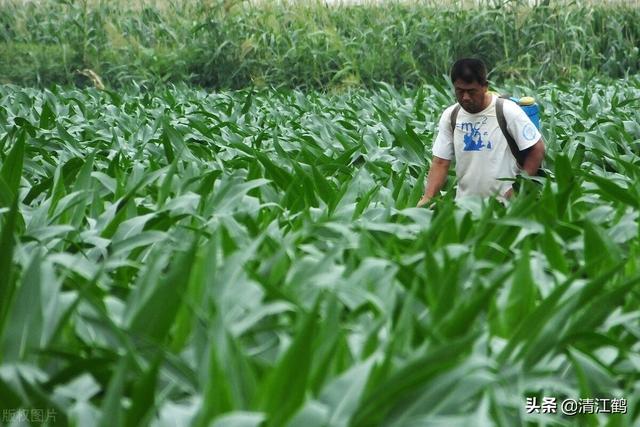 除草剂效果发挥受多种因素影响：什么时候打除草剂效果更好9