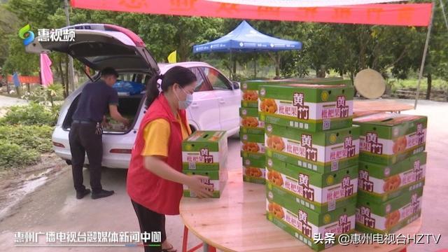 博罗打造“一村一品”黄竹村的枇杷熟了