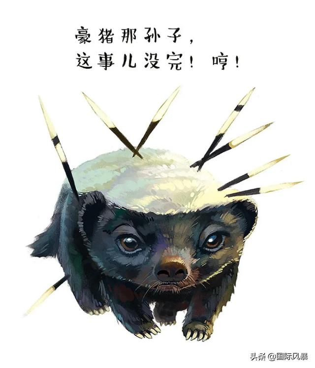 巴西土狗多次挑战豪猪，脸上却被扎满数百根刺，狗主人：免费针灸