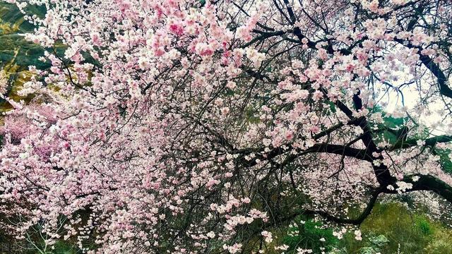值得一看的小说：桃花潭（1）