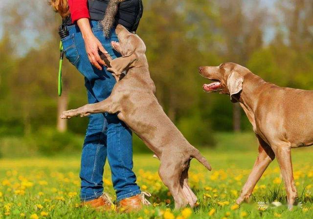 狗狗咬人該如何糾正(狗狗老了反而咬人了)-艾拉養犬