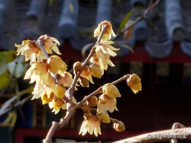 未等冬寒至 梅已報春香——北京中山公園臘梅提前綻放 盡顯芬芳