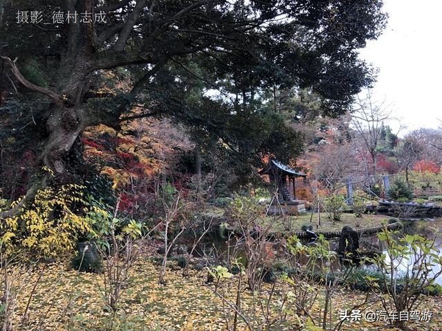 德村志成：落葉殘楓依然美麗，久違北小金本土寺