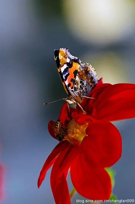 回顾春天百花争艳、招蜂引蝶图片大赏