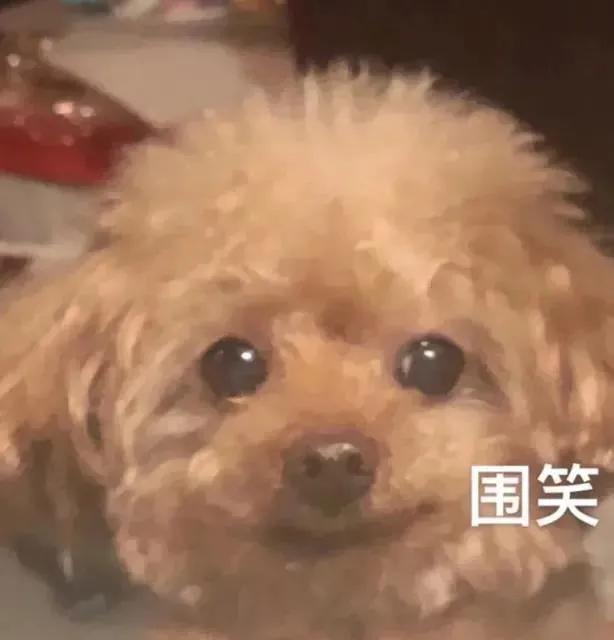 可爱的萌狗表情包（可爱狗狗表情包合集）(10)
