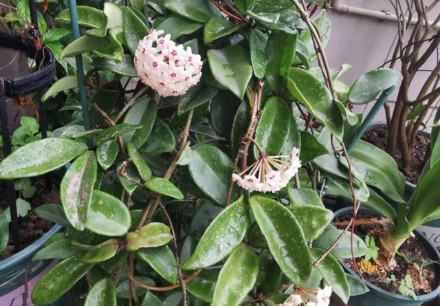 小型花盆破碎机价格
