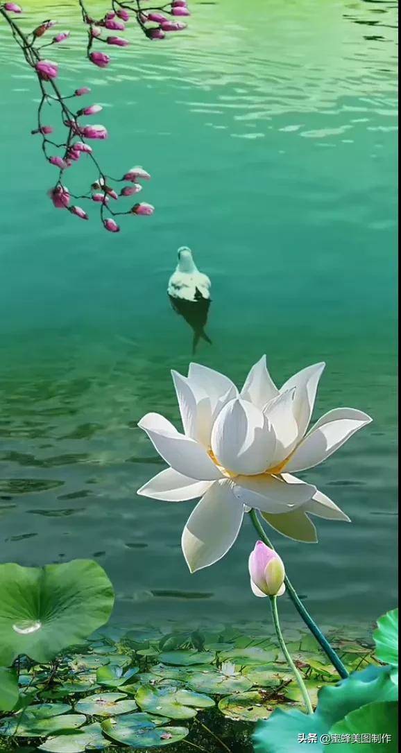 一花一世界，姹紫嫣红，婀娜多姿，带来了美好的心情