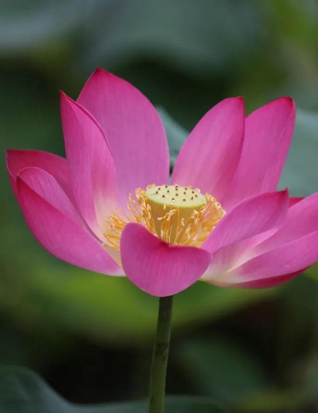 鲜艳夺目的花朵，美了眼，醉了心，忘掉了烦恼