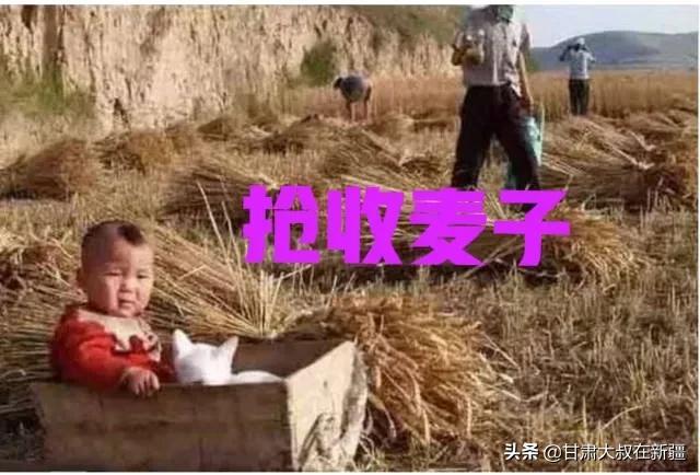 今日四月十五，收成好吗？老话“收不收，就看四月十五”有啥说法