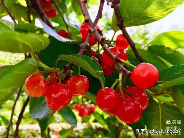 七言：暮春·樱桃红