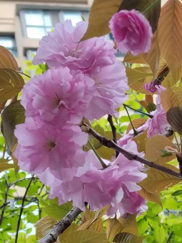 樱花开了，美得一败涂地，它诠释了什么是开始，什么是灿烂