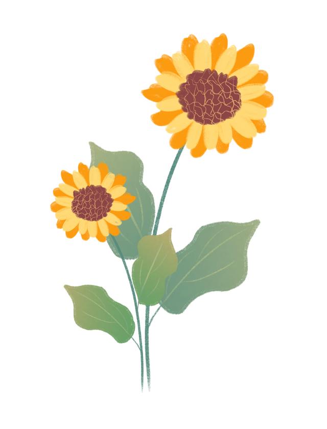 花卉图案手绘简单（漂亮的花卉手绘图案）(33)