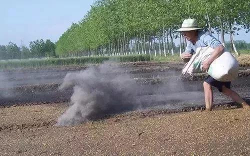 草木灰撒芹菜，防病治虫好处多，此时用较好3