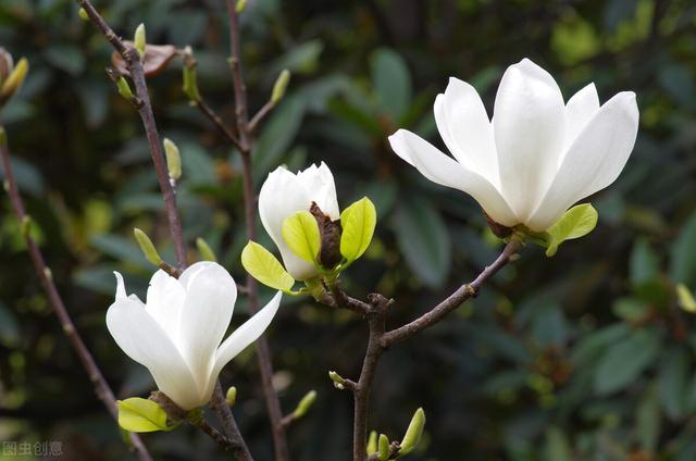 木兰花花语