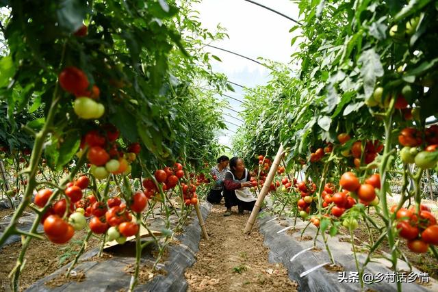 黄瓜、番茄发生病害别乱喷药，学会自制发酵液，防病又增产2