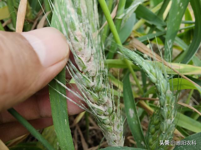 小麦三遍药，在这三个关键期喷施，杀虫治病效果好增产又显著3