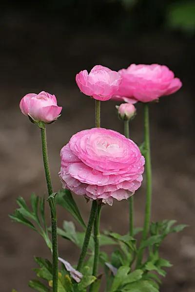 美丽的鲜花，姹紫嫣红，令人心情大好