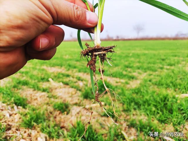 小麦出现发黄现象，农户怀疑买了假农资，农业专家：3种原因所致4