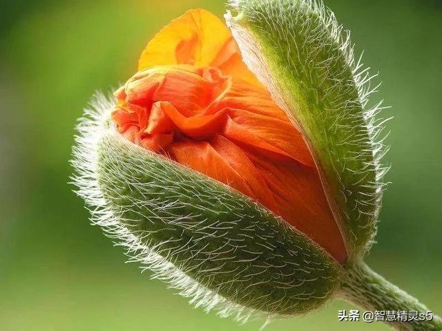花儿在灿烂地微笑，鸟儿在快乐地欢叫，我的心情，像吃了蜜一样甜