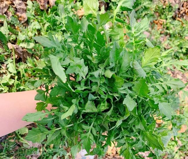 春天，记得吃“开春第一鲜”！鲜嫩美味，营养极高，错过再等一年