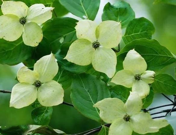 四照花
