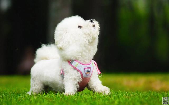 家庭養什麼狗最乾淨,什麼小型犬最聰明最好訓練