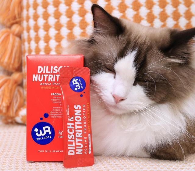 猫咪只吃猫粮什么也不吃怎么办（别再这样喂食猫咪了）(4)