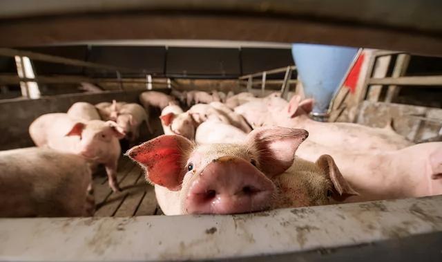 改变中国猪业！牧原、温氏做不到的事，要被阿里巴巴实现了