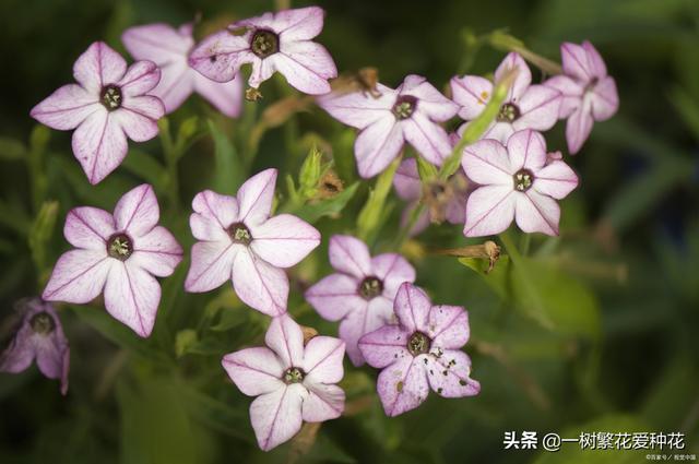 春夏秋冬各有什么花