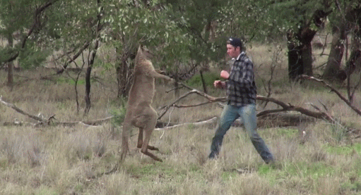 澳大利亚的国宝是什么动物，澳大利亚野生袋鼠？