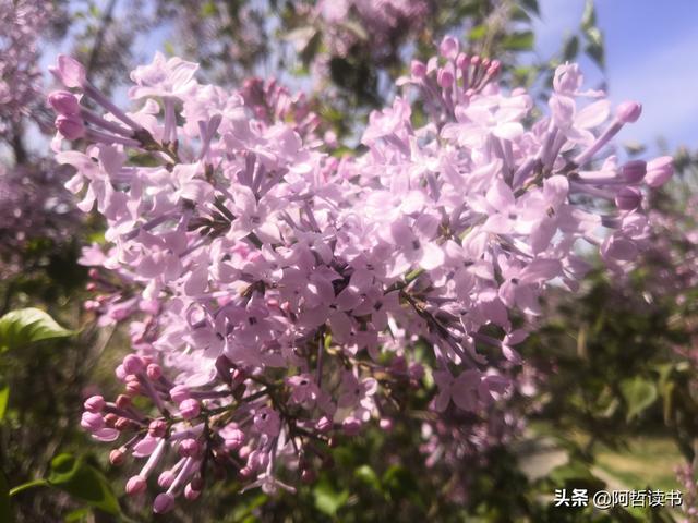 千千结里，暮春意徜徉，紫气更芬芳，丁香粉黛满城香
