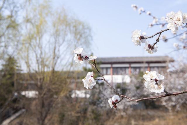 苍马山红杏枝头春意闹