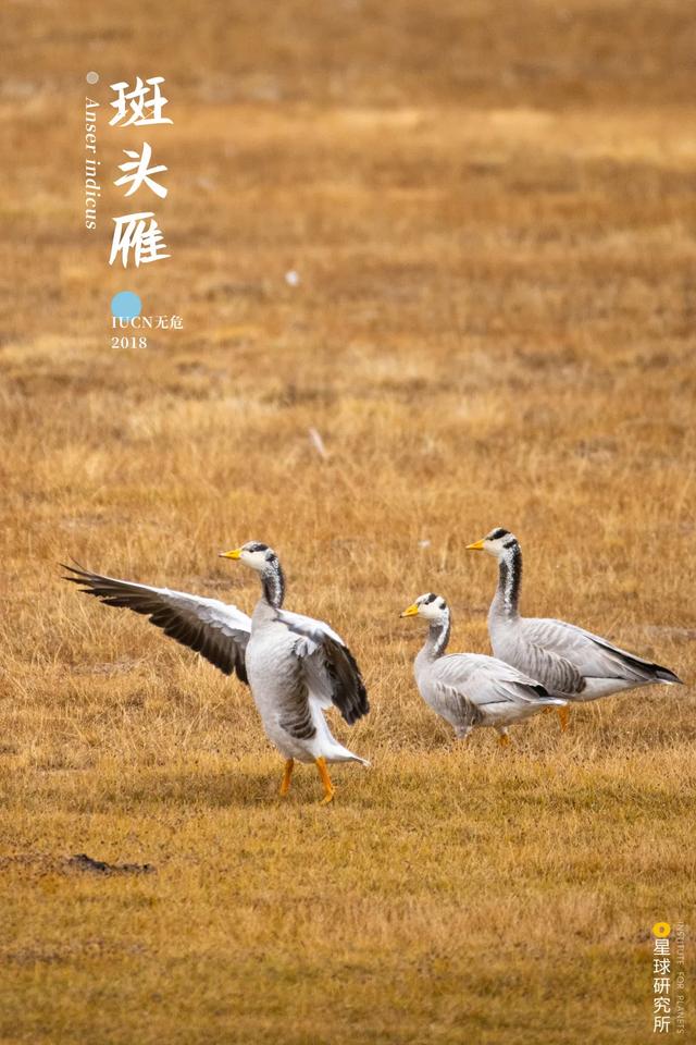 黄石洗砂机哪家便宜