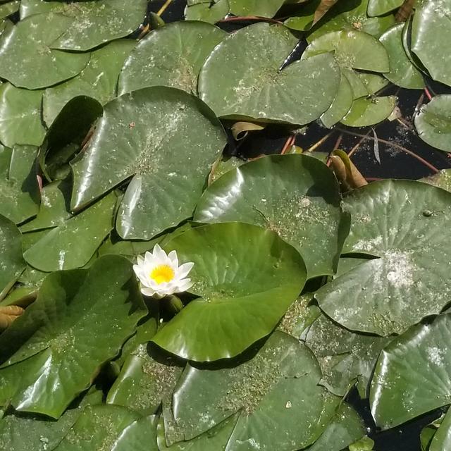 白莲花，莲花白