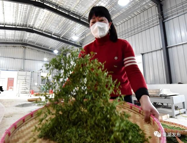 满园飘香！巢湖首批春茶全面开采