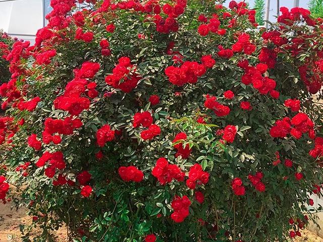 曾經的4種「網紅花」值不值得入手？我都體驗過，說說真實的感受 - 天天要聞