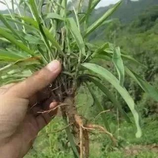 柴胡，一段儿时的心事